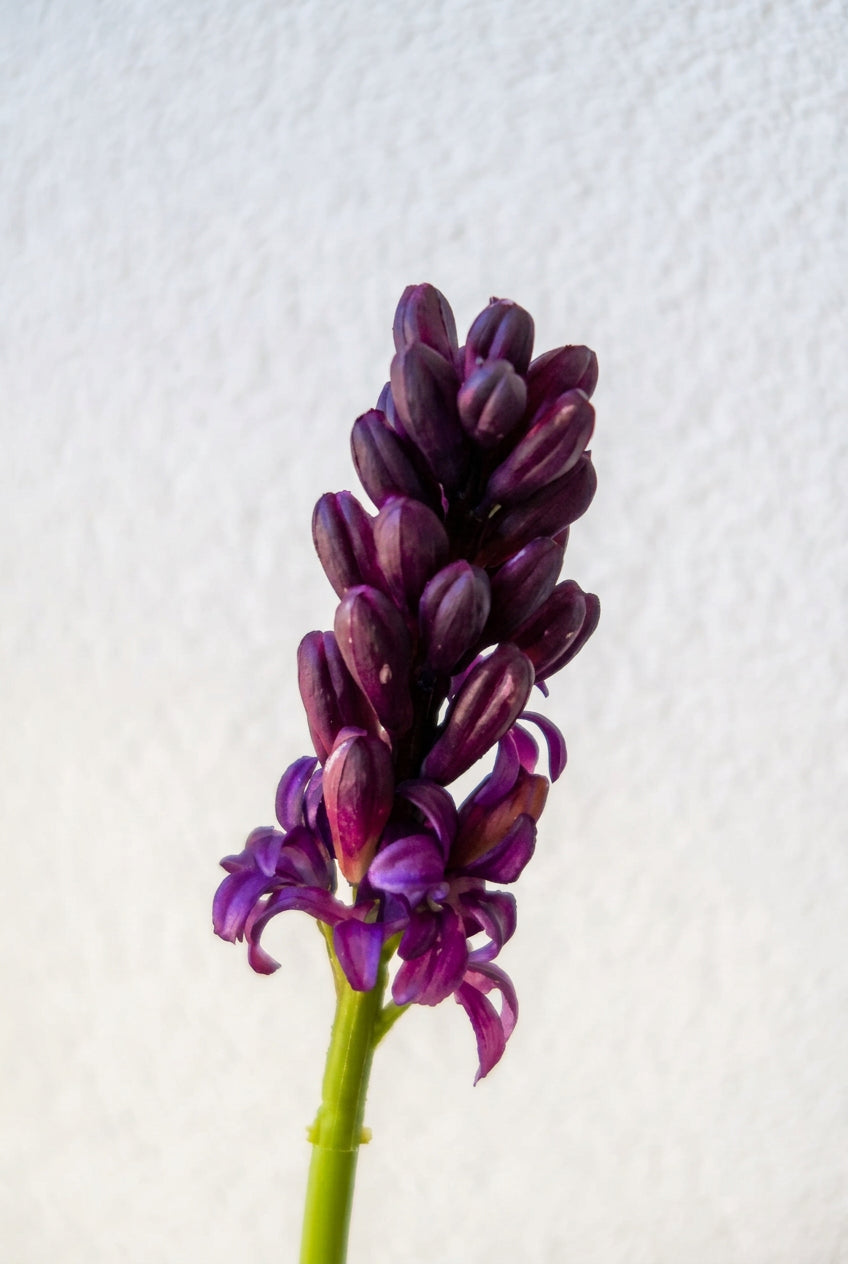 Dark Purple Hyacinth