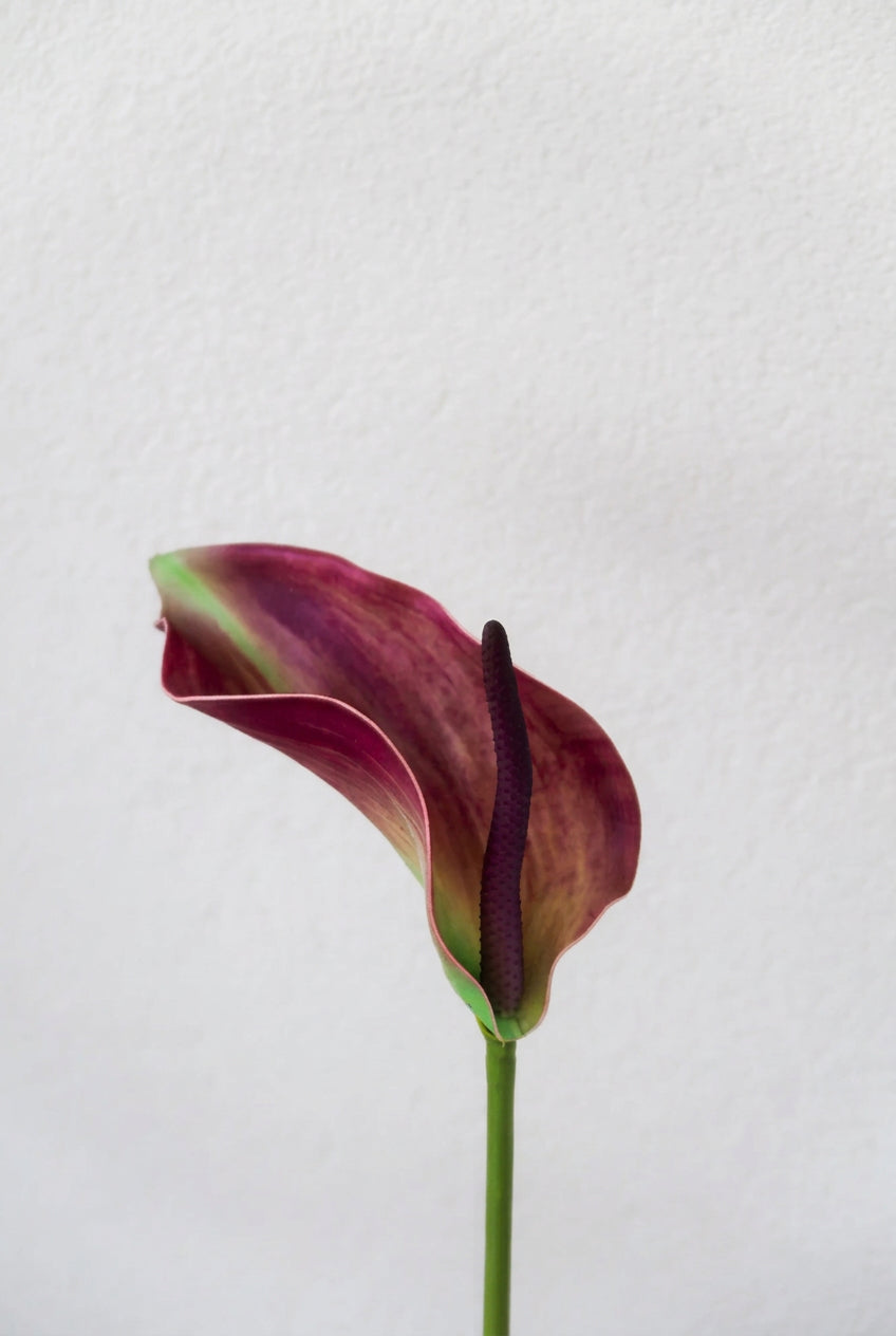 Purple Anthurium