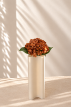Orange Hydrangea