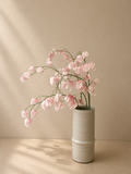 Pink Lantern Fruit