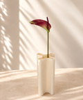Anthurium violet