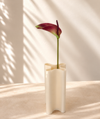 Anthurium violet