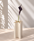 Calla noir-violet