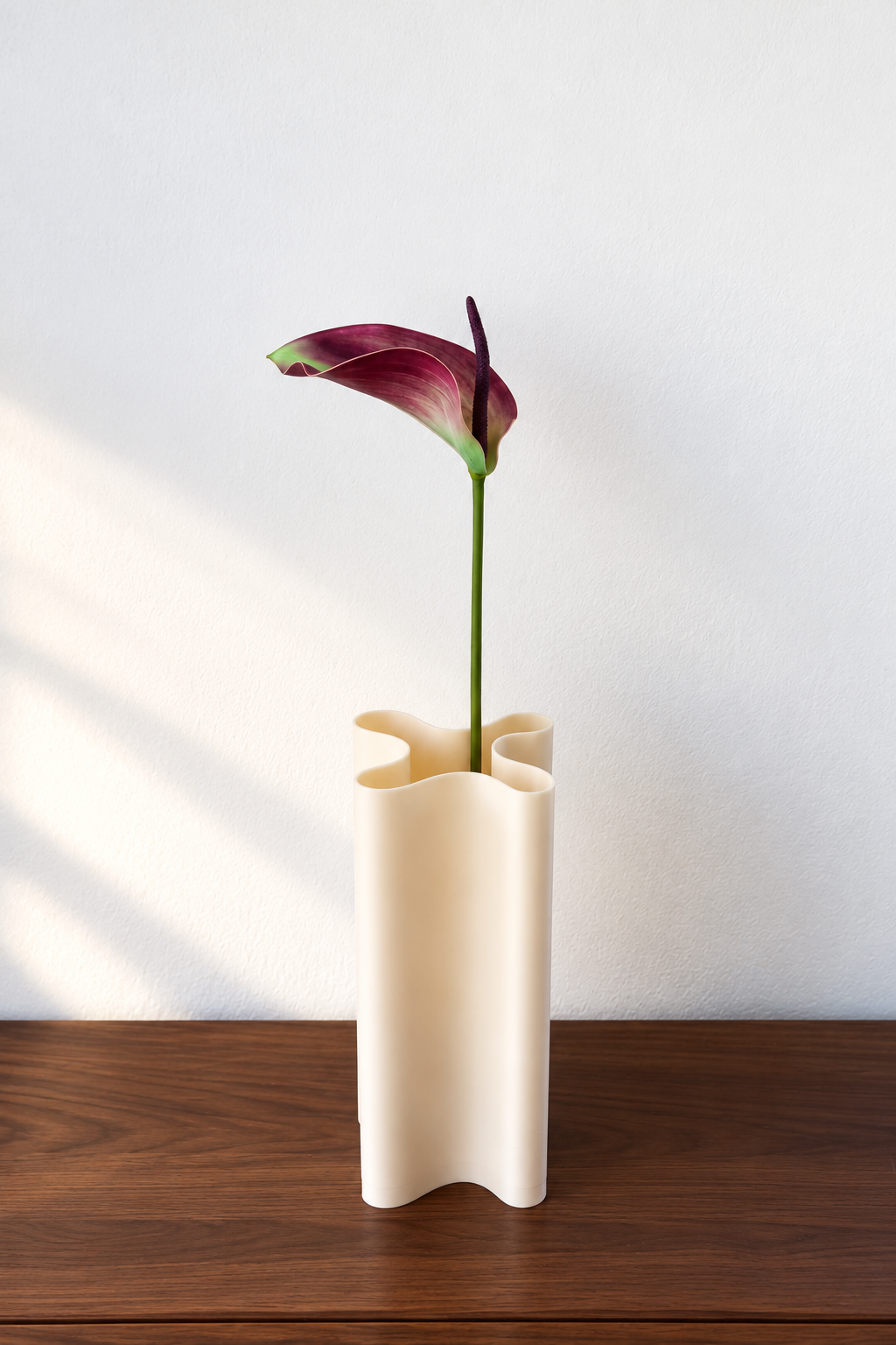 Purple Anthurium