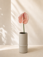 Pink Anthurium