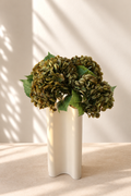 Hortensias vert olive