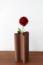 Red Trick Dianthus