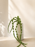 Green Amaranthus