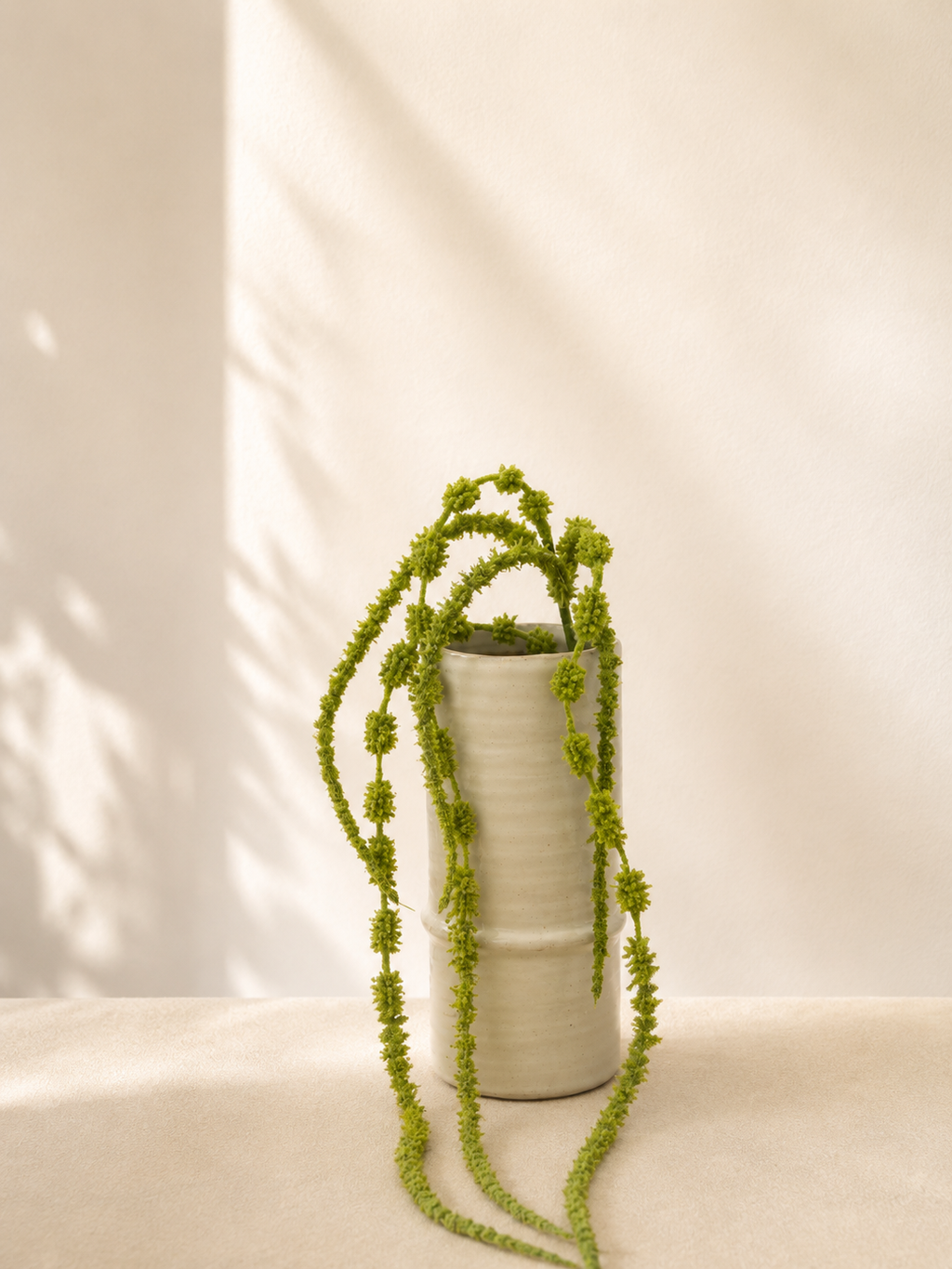 Chartreuse Amaranthus