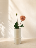 Light Coffee Dahlia
