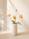 Apricot Blush Poppy