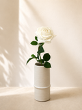 White Rose